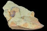 Xiphosurida Arthropod (Pos/Neg) - Horseshoe Crab Ancestor #105880-2